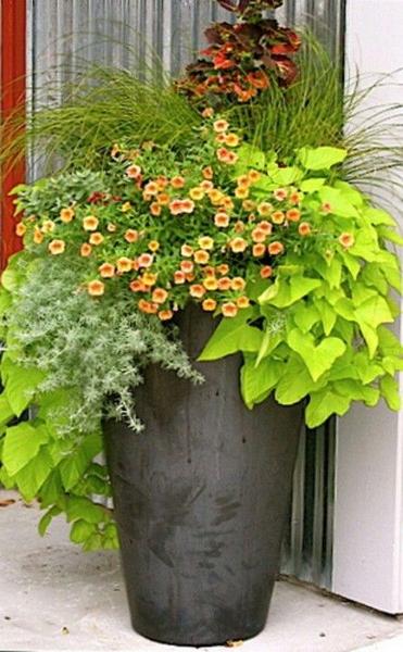 Poolside Gardening- Keeping Bugs Away. Potted plants help on decks and around pools.