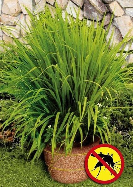 Poolside Gardening- Keeping Bugs Away. Large pots of lemongrass keep insects away.
