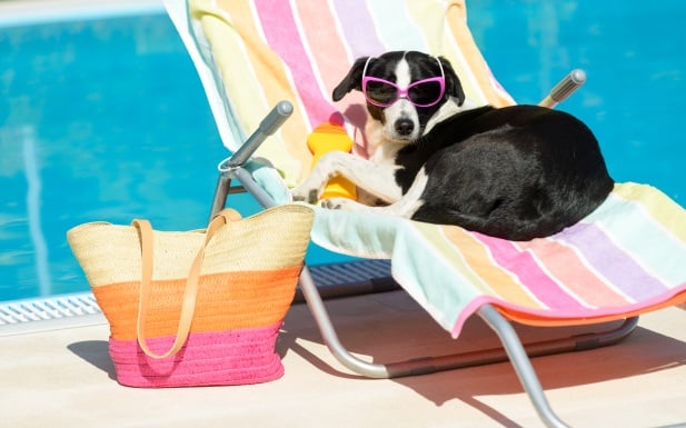 dog wearing sunglasses sitting on beach chair next to pool